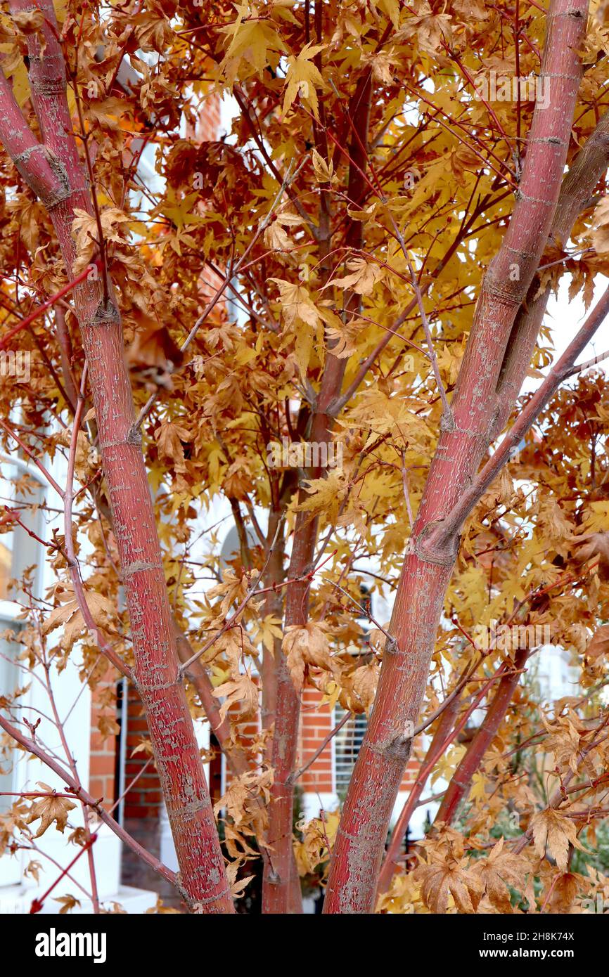 Acer palmatum ‘Sango Kaku’ Corallinde Ahorn – fünflappige gelbe Blätter mit roten Adern, korallenrote Rinde, November, England, Großbritannien Stockfoto