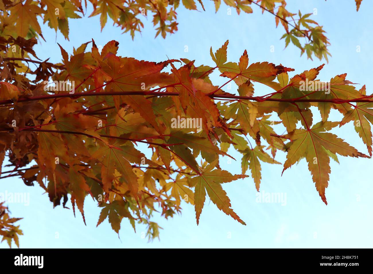 Acer palmatum ‘Sango Kaku’ Corallinde Ahorn – fünflappige gelbe Blätter mit roten Adern, korallenrote Rinde, November, England, Großbritannien Stockfoto