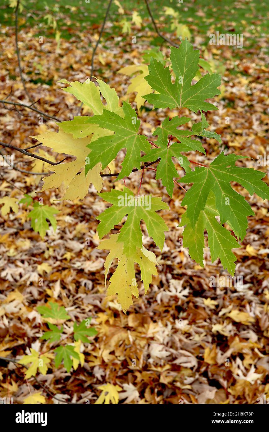 Acer saccharinum Silber-Ahorn – fünf-gelappte gelbe und frische grüne Blätter mit roten Stielen, November, England, Großbritannien Stockfoto