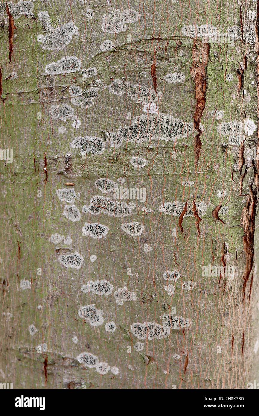 Acer saccharinum Silber-Ahorn – fünflappige gelbe Blätter und olivgrüne Rinde mit silbernen Flecken und vertikalen braunen Linsen, November, England, UK Stockfoto