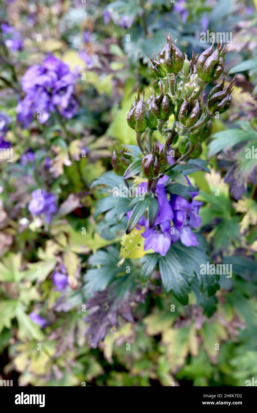 tradescantia pallida variegata Tradescantia Pallida Purpurea Pink Variegata - CUTTING | organically grown  tropical plants