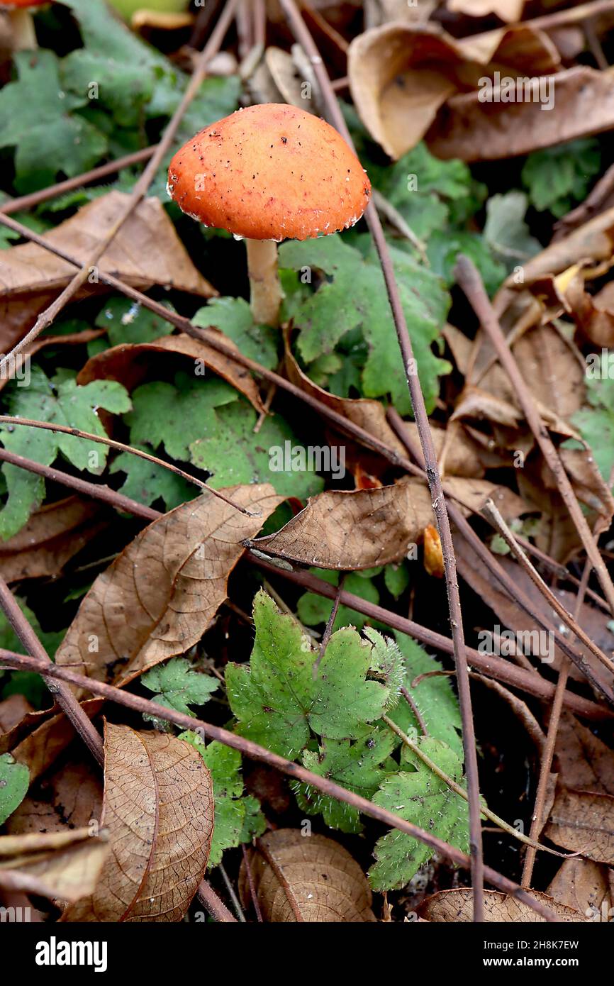 Amanita caesarea Caesar’s mushroom – essbarer Pilz mit orangefarbener roter Kappe und Cremestipe, November, England, Großbritannien Stockfoto