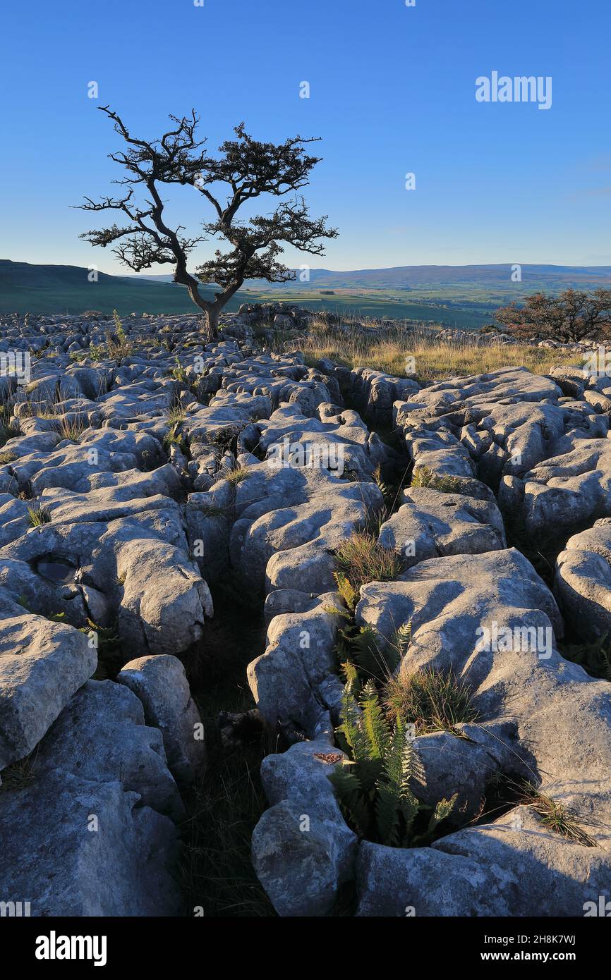 Auf Kalksteinpflaster in Twistleton Scar, im Yorkshire Dales National Park, Großbritannien, wächst ein eineinziger Baum Stockfoto