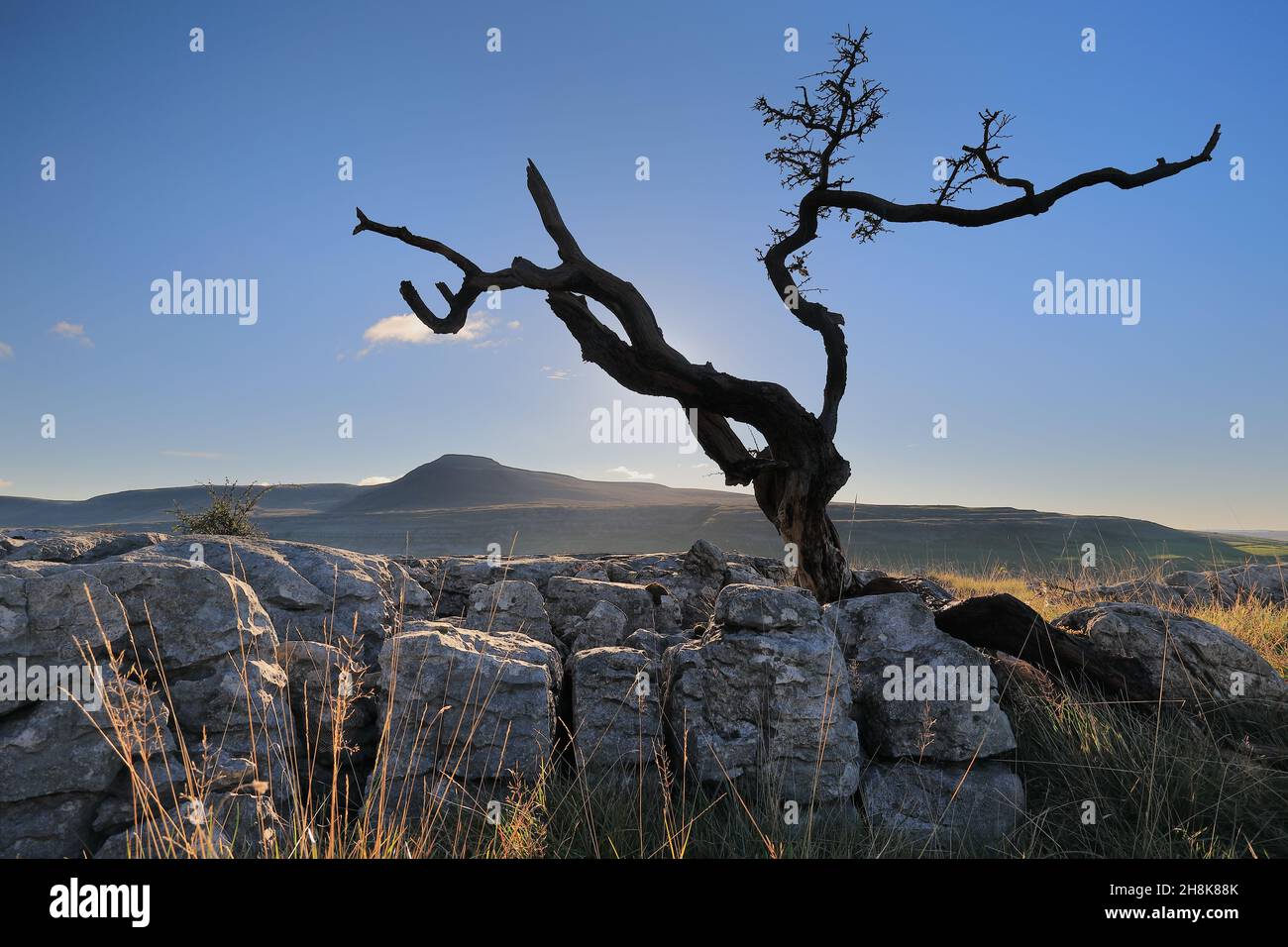 Auf Kalksteinpflaster bei Twistleton Scar wächst ein einteiler Baum mit Blick auf Ingleborough im Yorkshire Dales National Park Stockfoto