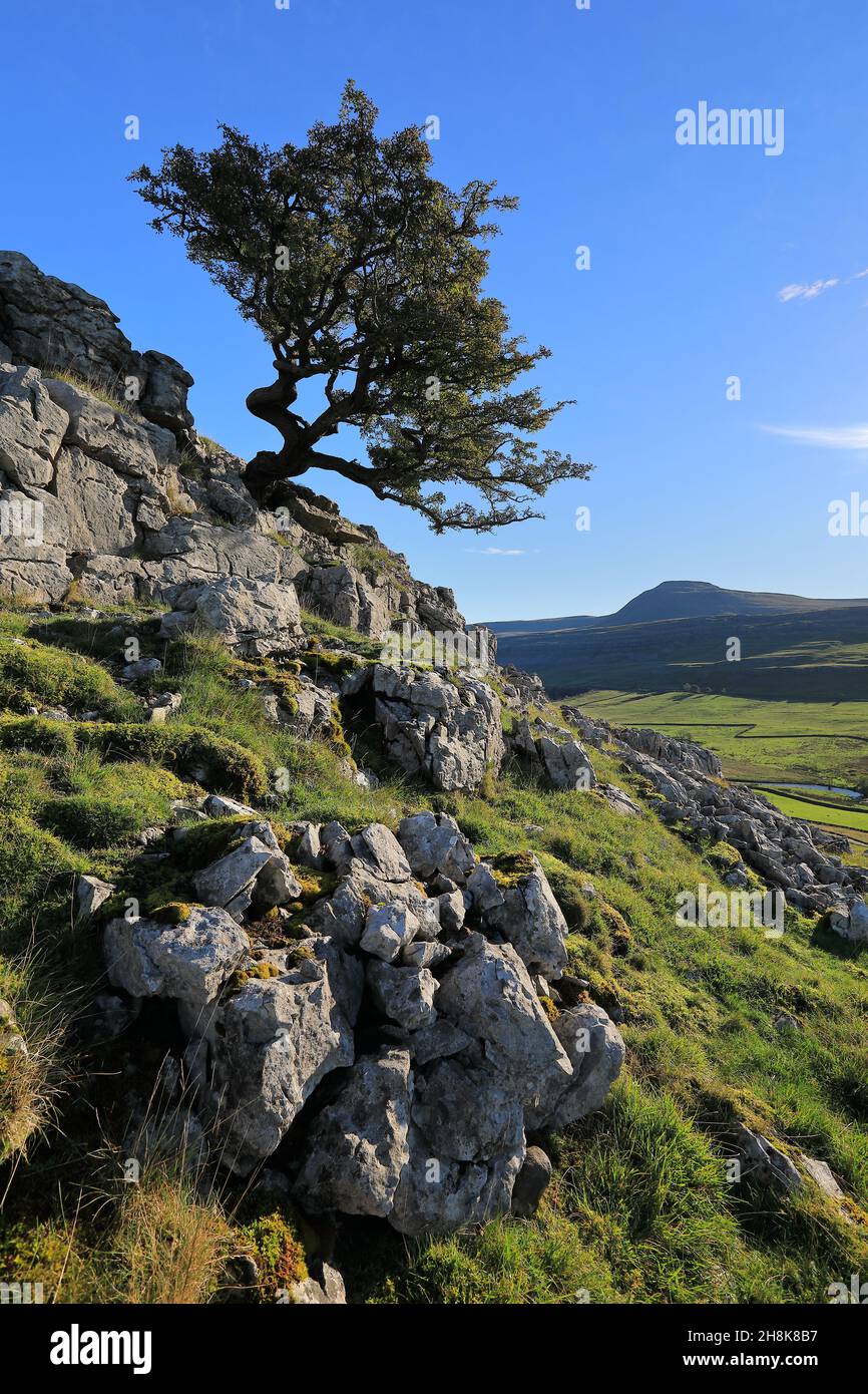 Bei Twistleton Scar klammert sich ein eineinäugige Baum an Kalksteinfelsen mit Blick auf Ingleborough im Yorkshire Dales National Park Stockfoto