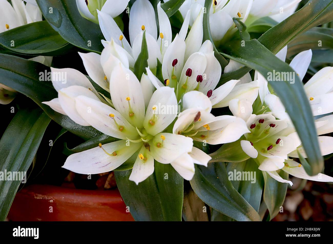 Androcymbium rechingeri Colchicum rechingeri – weiße sternförmige Blüten und geschwungenen, dunkelgrünen Blättern, November, England, Großbritannien Stockfoto