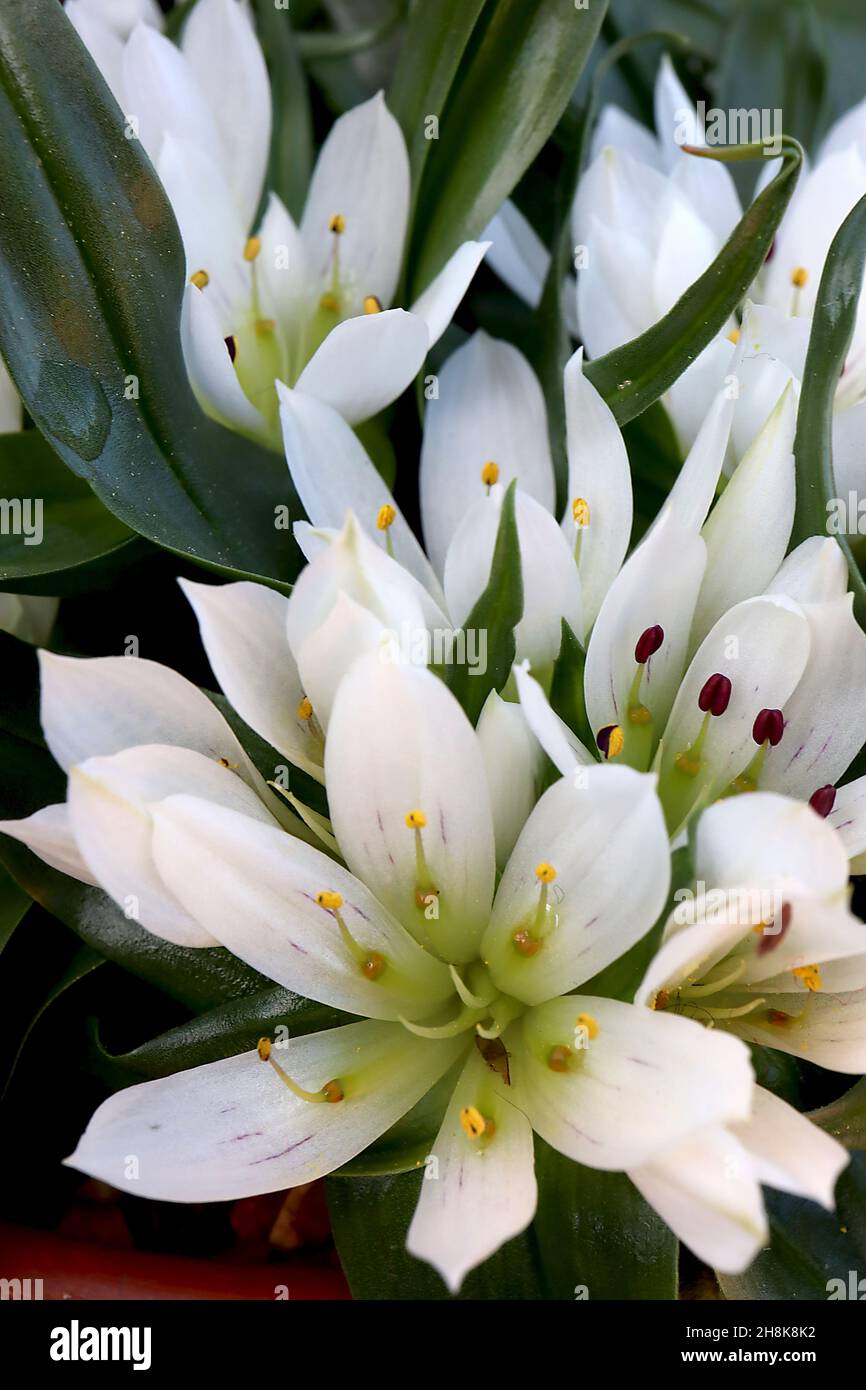 Androcymbium rechingeri Colchicum rechingeri – weiße sternförmige Blüten und geschwungenen, dunkelgrünen Blättern, November, England, Großbritannien Stockfoto