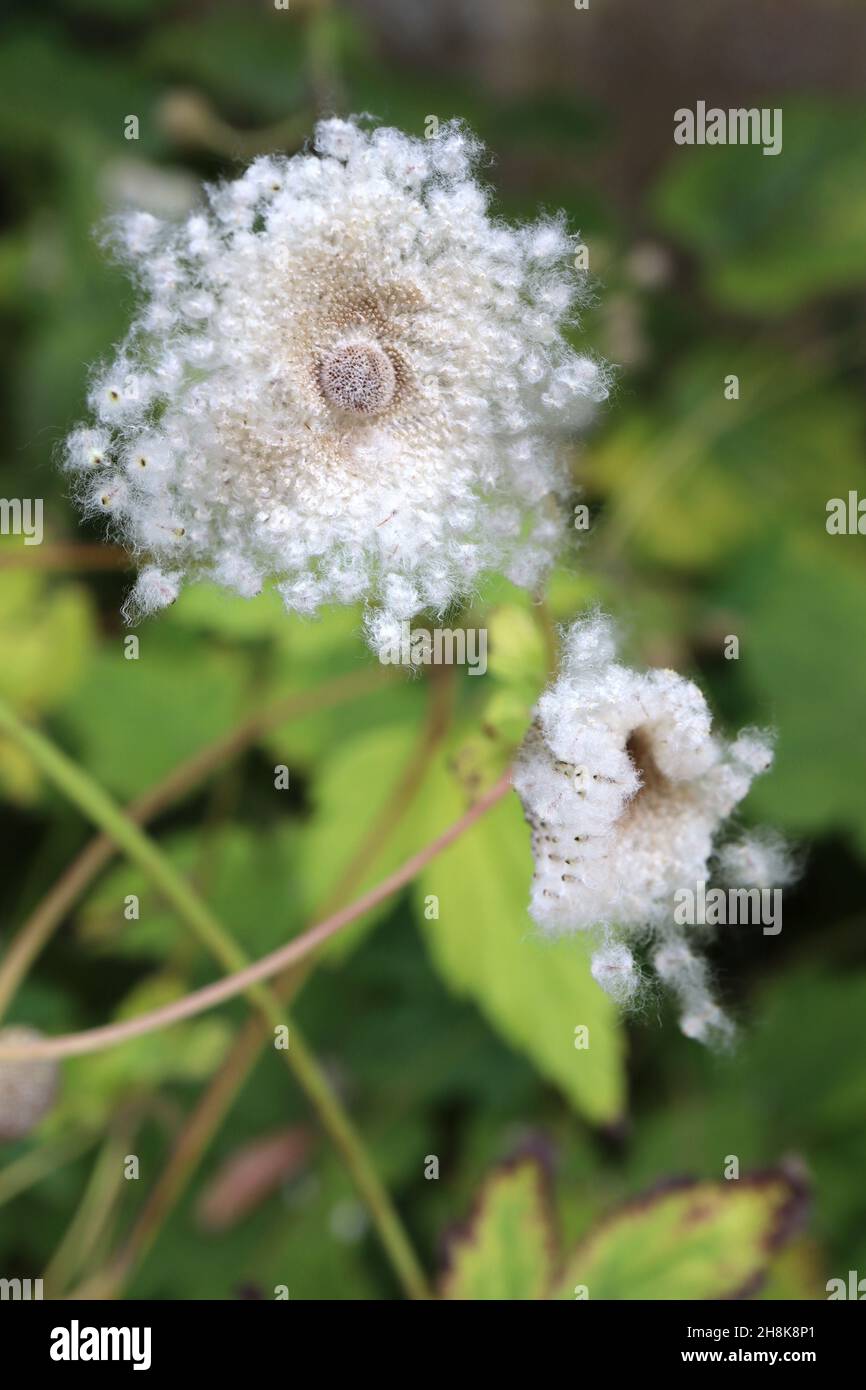 Anemone x Hybrida Japanische Anemone – weiße, flauschige Samenköpfe und gelappte, mittelgrüne Blätter, November, England, Großbritannien Stockfoto