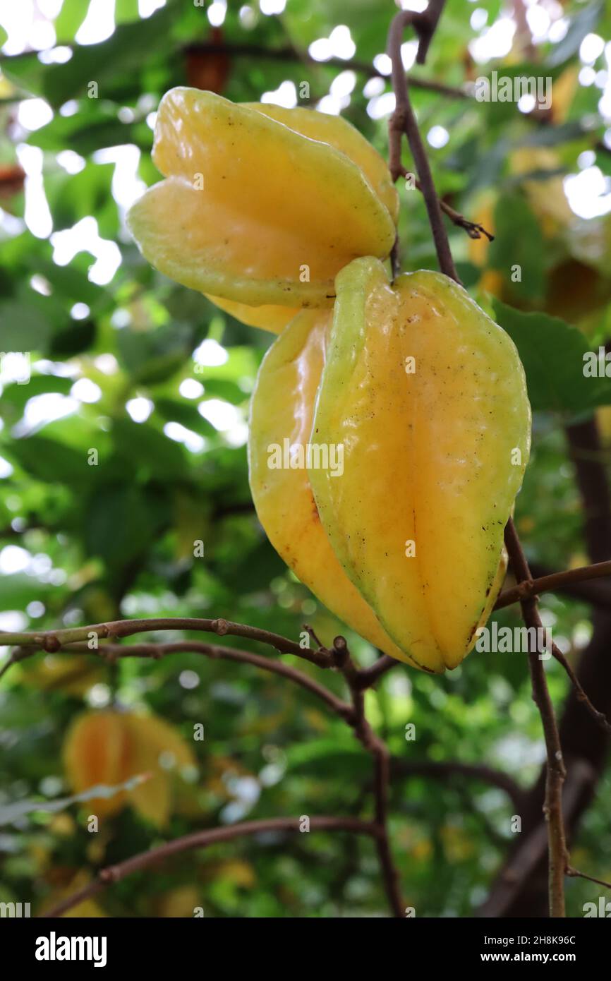 Averrhoa carambola Star fruit – glänzende wachsgelbe Frucht mit abgewinkelten grünen Ecken, mittelgrüne gefiederte Blätter, November, England, Großbritannien Stockfoto