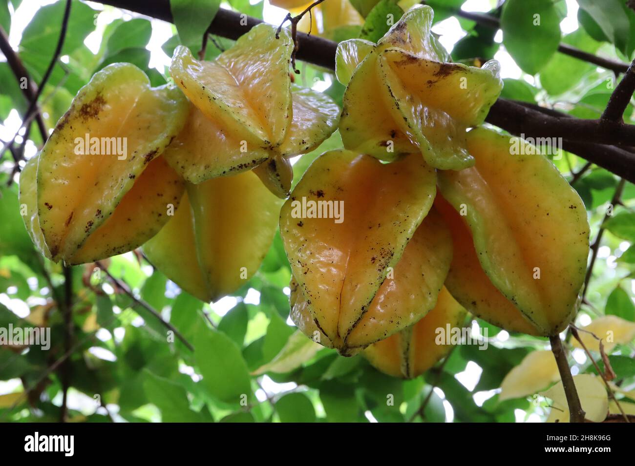 Averrhoa carambola Star fruit – glänzende wachsgelbe Frucht mit abgewinkelten grünen Ecken, mittelgrüne gefiederte Blätter, November, England, Großbritannien Stockfoto