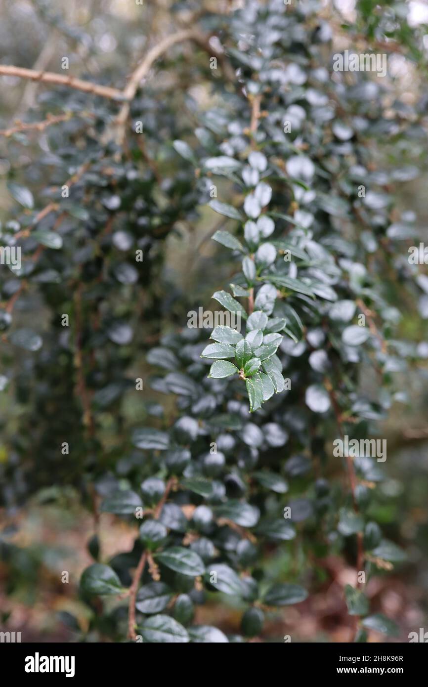 Azara microphylla box-leaf azara – winzig dunkelgrüne glänzende Blätter, November, England, Großbritannien Stockfoto