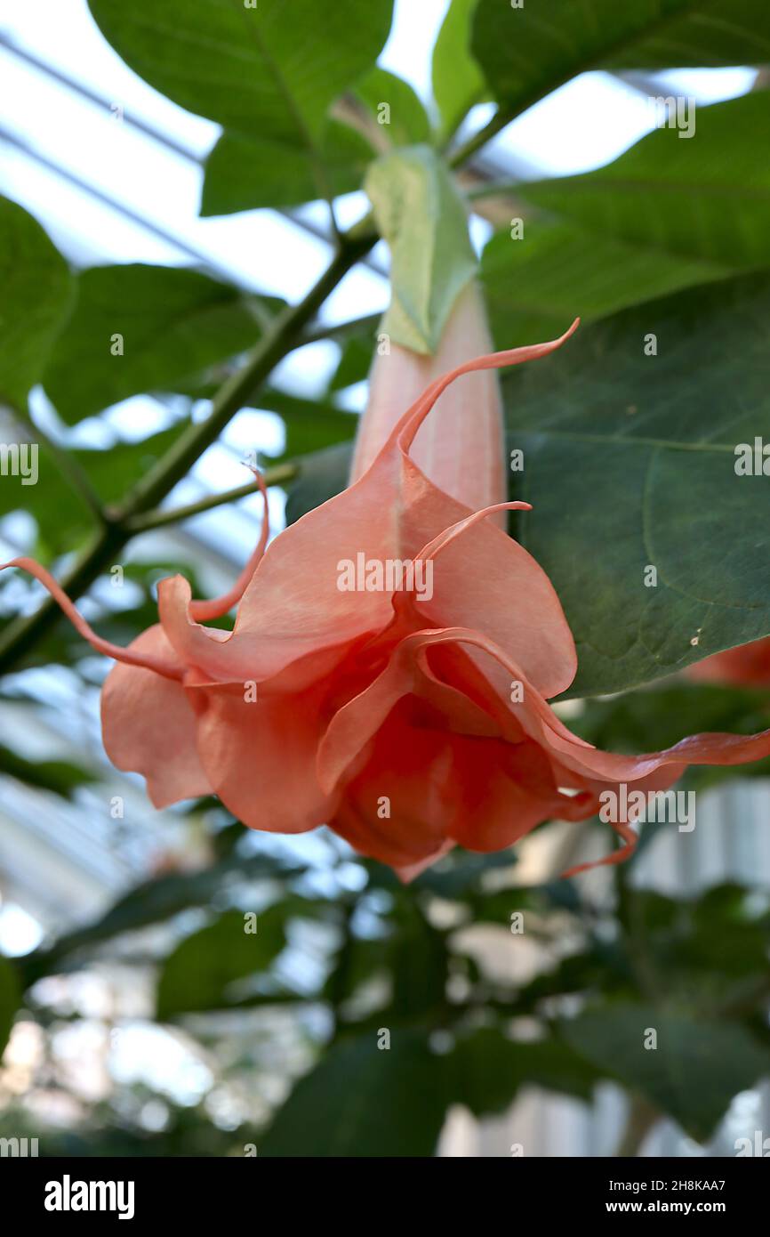 Brugmansia x candida ‘Salmon Perfektion’ Engelstrompete Salmon Perfektion - lange trichterförmige, große lachsrosa Blüten mit langen, reflexierten Blütenblättern Stockfoto