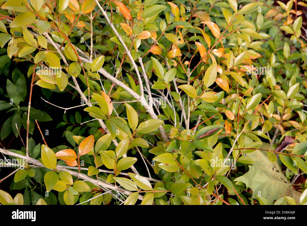 Buchsbaum Buxus henryi – kleine lanzettlich gelb-grüne und orange Blätter, November, England, Großbritannien Stockfoto