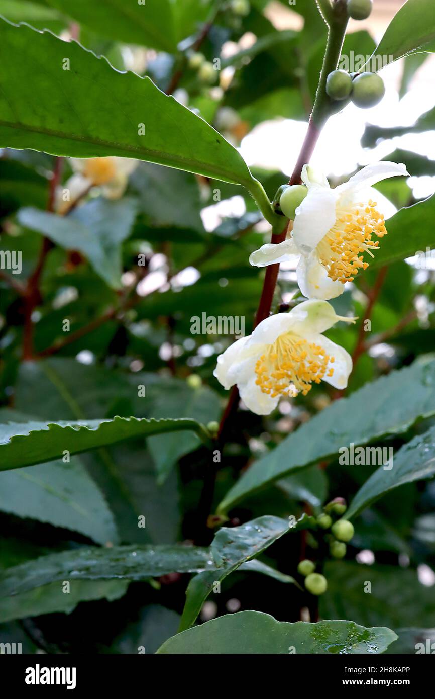 Camellia sinensis Teepflanze – kleine weiße Blüten, Multistaminat, dunkelgrüne, lanzenförmige Blätter, November, England, Großbritannien Stockfoto