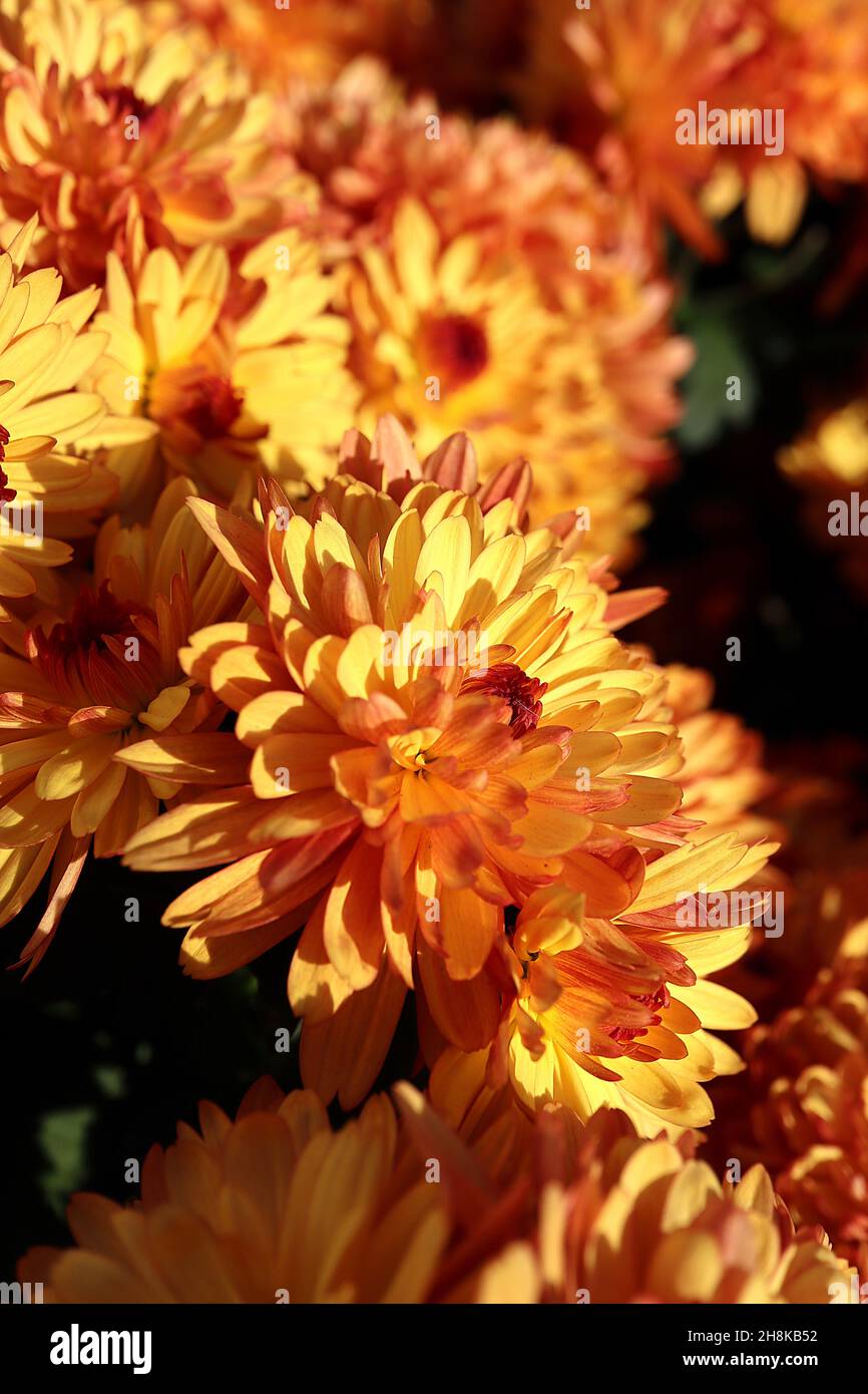 Chrysantheme x morifolium ‘Autumn Glow Bronze’ winterharter Garten mom Autumn Glow Bronze – mehrschichtige orangefarbene Blüten mit roten Blütenblattrücken, dunkelorange Stockfoto