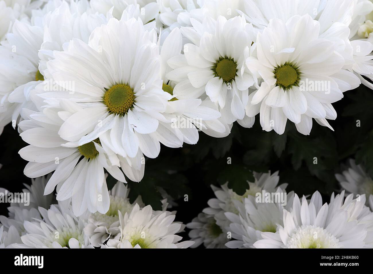 Chrysantheme x morifolium ‘Icey Isle’ winterharter Garten Mama Icey Isle – mehrschichtige weiße Blüten mit langen Blütenblättern und offenem Zentrum, November, England, Stockfoto