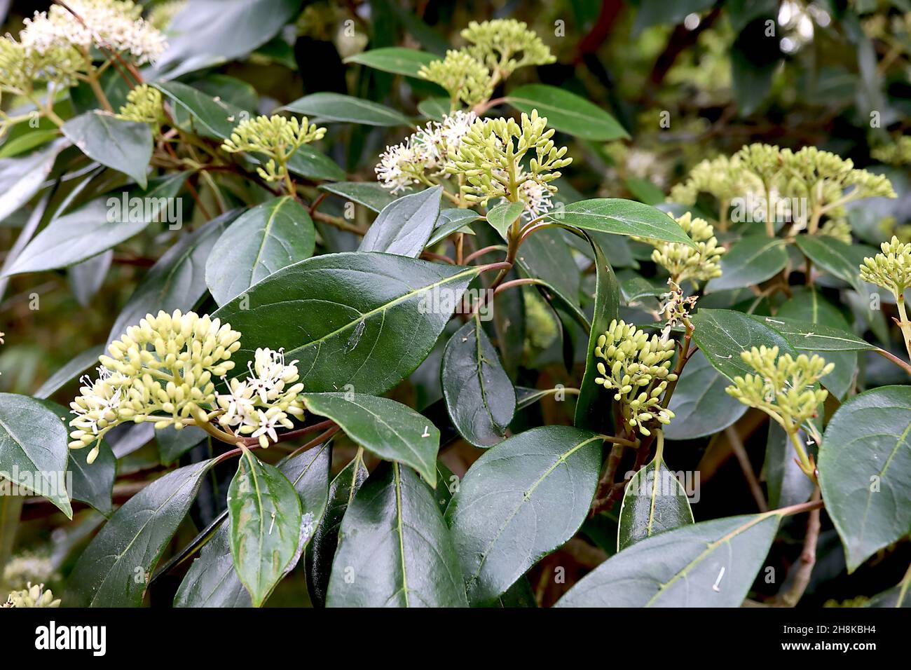 Cornus oblonga Langblättriger Dogwood – Haufen winziger weißer Blüten und glänzend-dunkelgrüner Blätter, November, England, Großbritannien Stockfoto