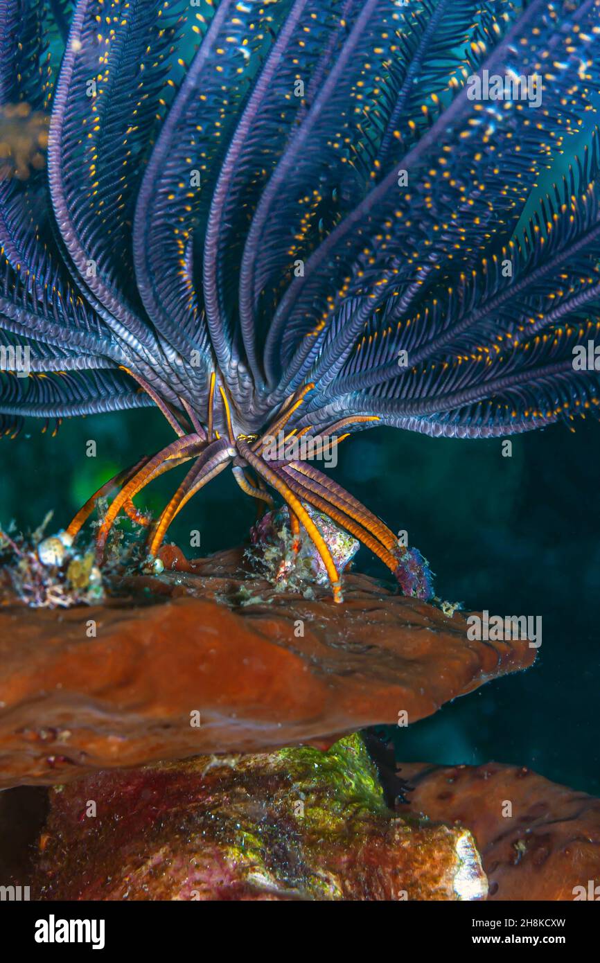 Seelilien sind Meerestiere, die die Klasse Crinoidea bilden, eine der Klassen des Phylum Echinodermata Stockfoto