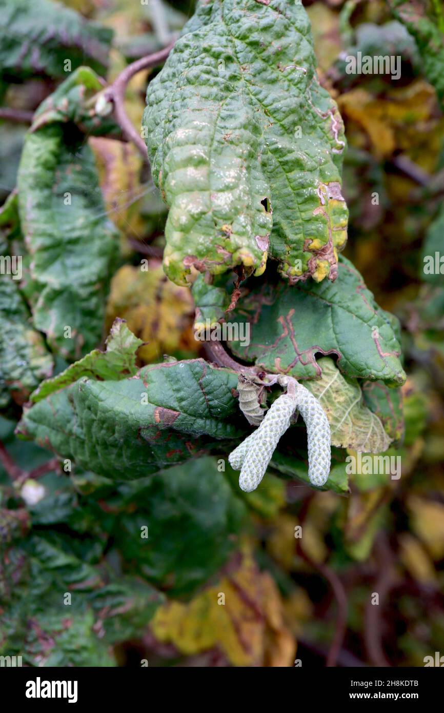 Corylus avellana ‘Contorta’ Korkenzieherhasel – hellgrüne Kätzchen, gelbe und mittelgrüne faltige Blätter, verdrehte Zweige, November, England, Großbritannien Stockfoto