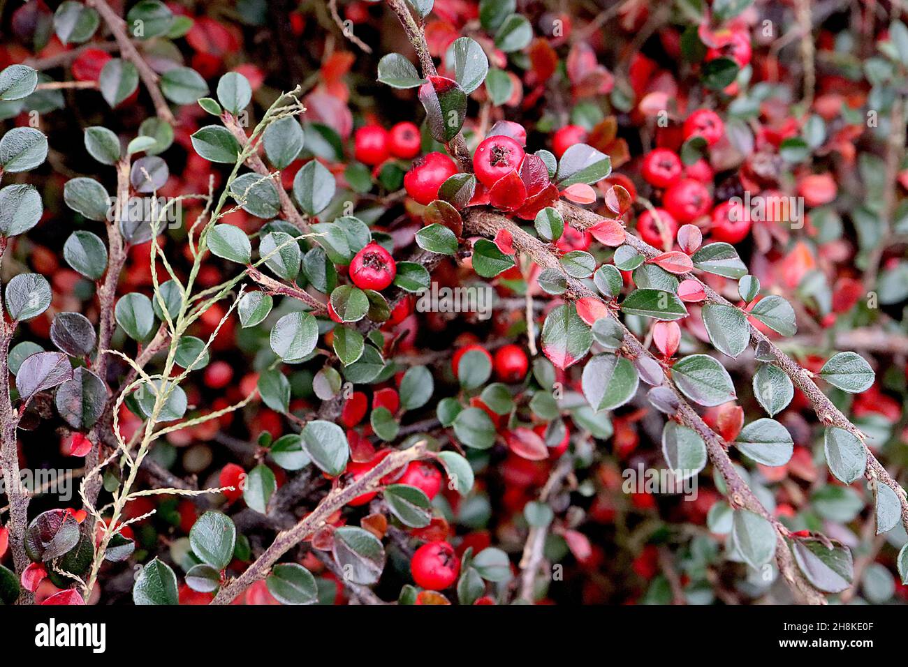 Cotoneaster horizontalis Wand-Cotoneaster – runde rote Beeren und kleine glänzende dunkelgrüne und rote ovate Blätter, November, England, Großbritannien Stockfoto