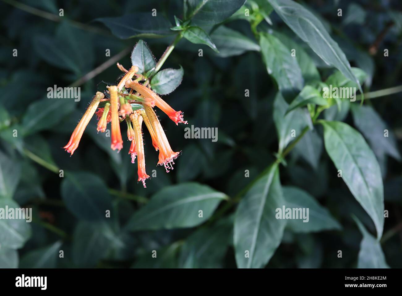 Cupea caeciliae Zigarrenpflanze - röhrenförmige orangefarbene Blüten mit gelbem Rohr, elliptische dunkelgrüne Blätter, November, England, UK Stockfoto