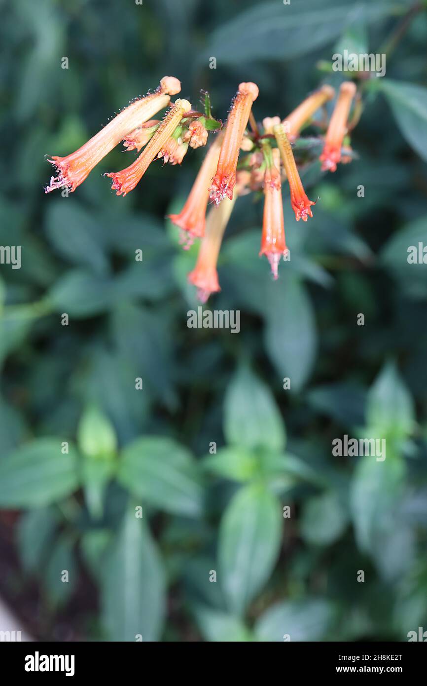 Cupea caeciliae Zigarrenpflanze - röhrenförmige orangefarbene Blüten mit gelbem Rohr, elliptische dunkelgrüne Blätter, November, England, UK Stockfoto