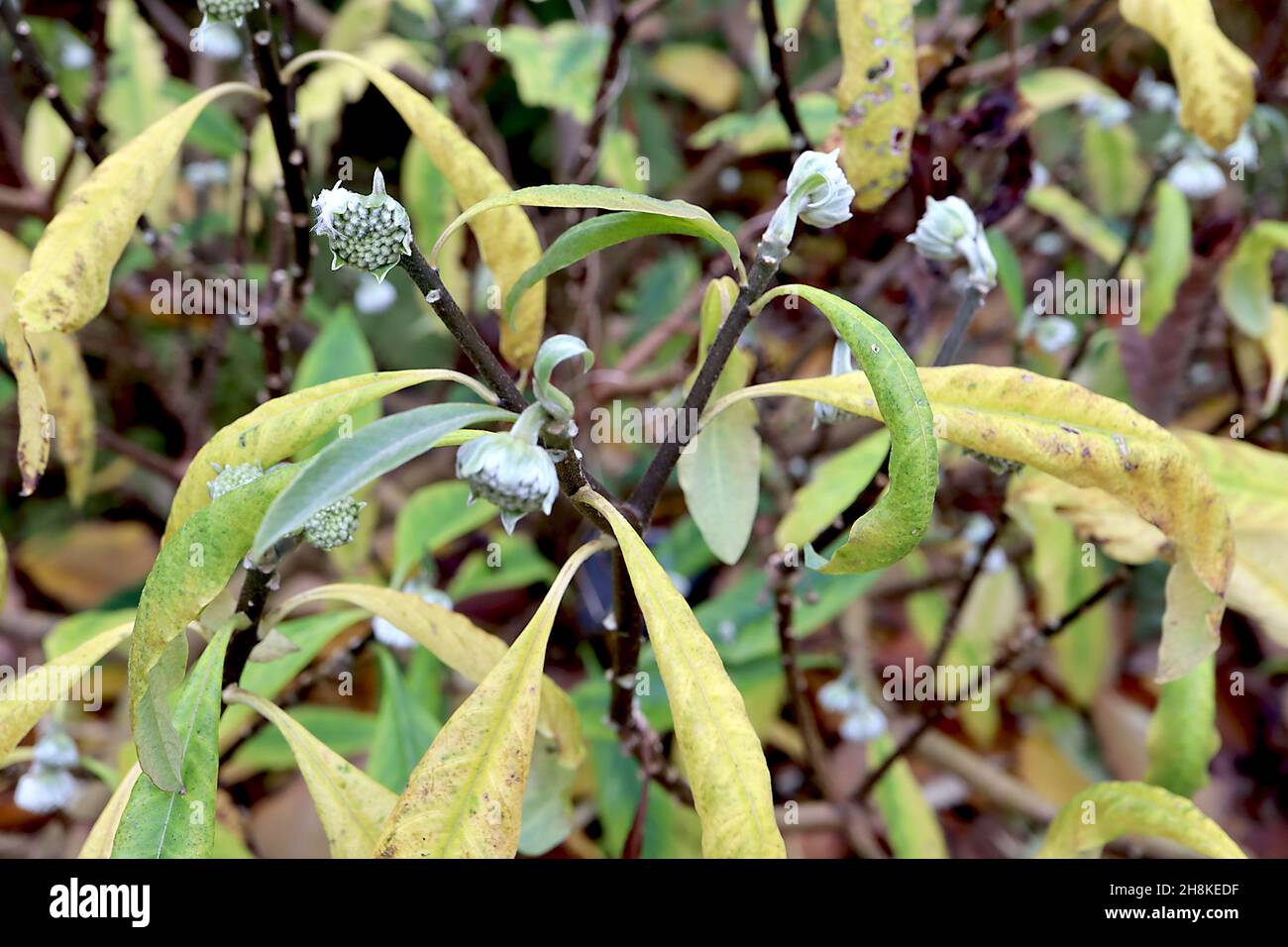 Edgeworthia chrysantha Paperbush – halbkugelförmig dicht gepackte hellgrüne Blütenknospen, gelbe und mittelgrüne, gekräuselte Blätter, November, England, UK Stockfoto