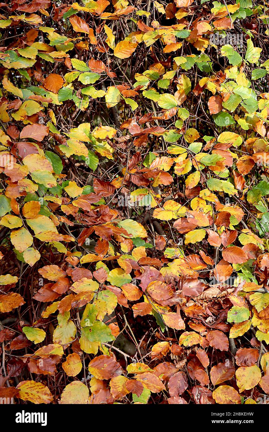 Fagus sylvatica ‘Purpurea Pendula’ weinende Kupferbuche – kaskadierende gelbe, mittelgrüne und kupferbraune eiige Blätter, hängende Zweige Stockfoto