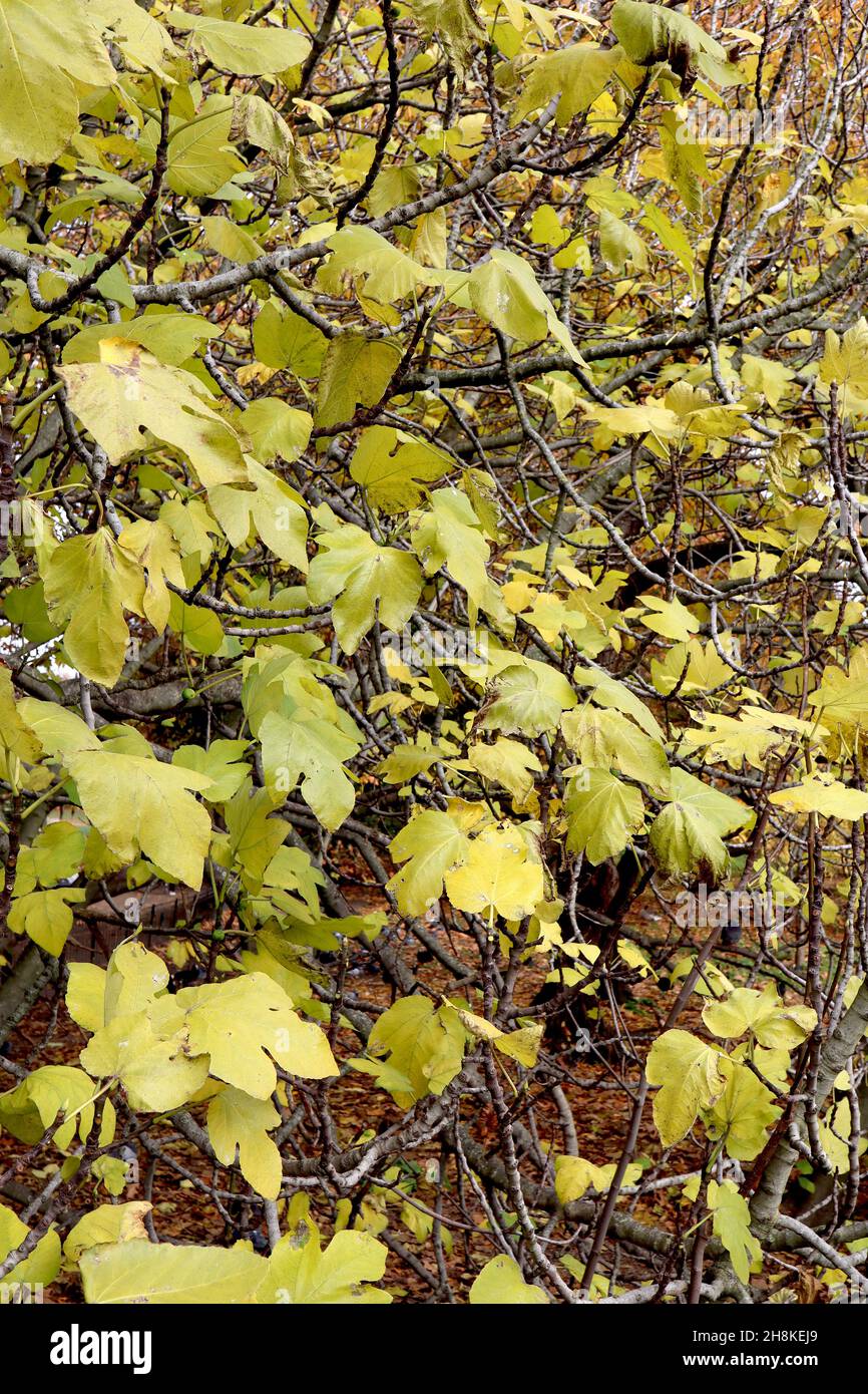 Ficus carica Feigenbaum – große hellgelb-grüne tief gelappte Blätter, November, England, Großbritannien Stockfoto