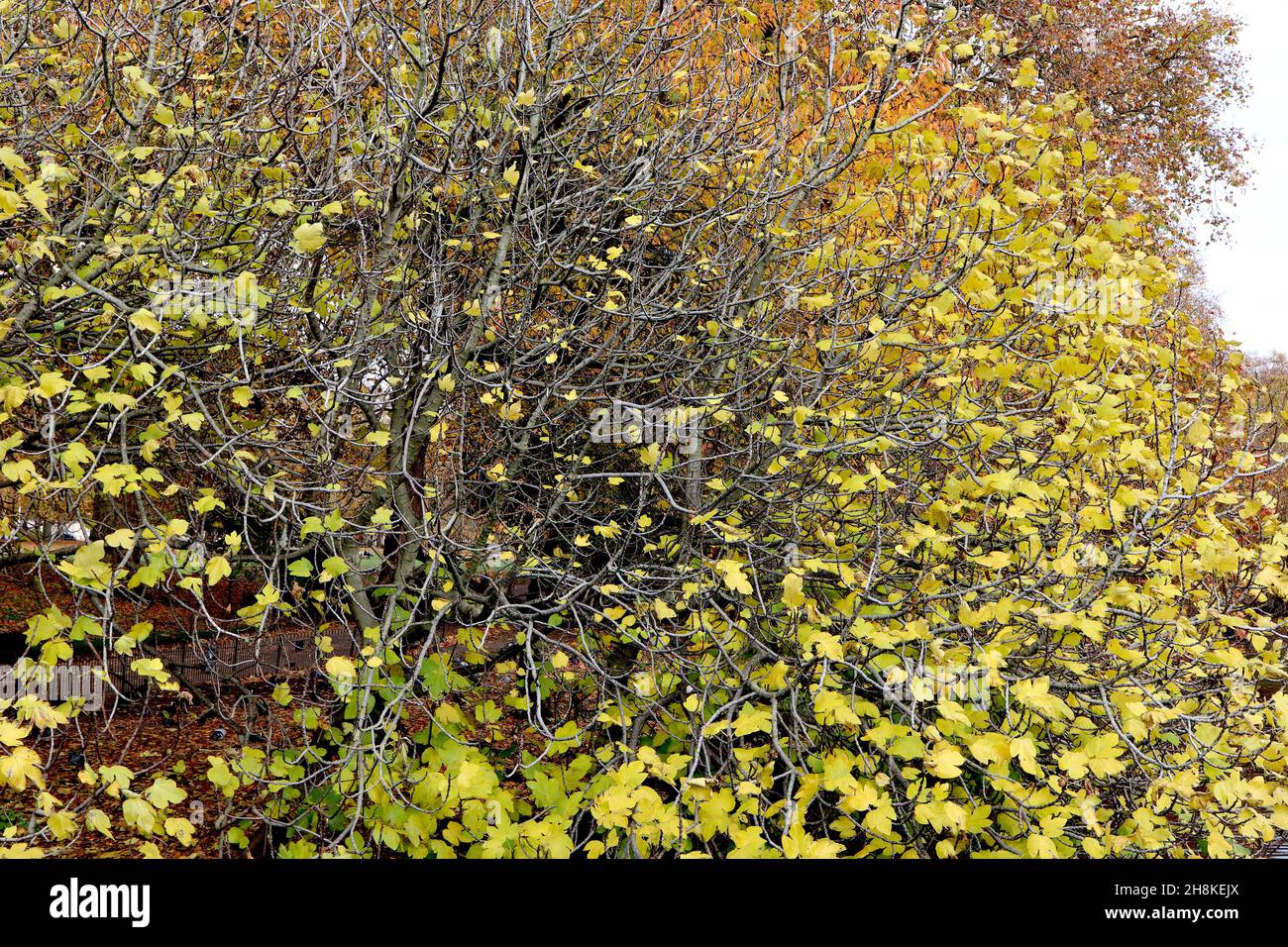 Ficus carica Feigenbaum – große hellgelb-grüne tief gelappte Blätter, November, England, Großbritannien Stockfoto