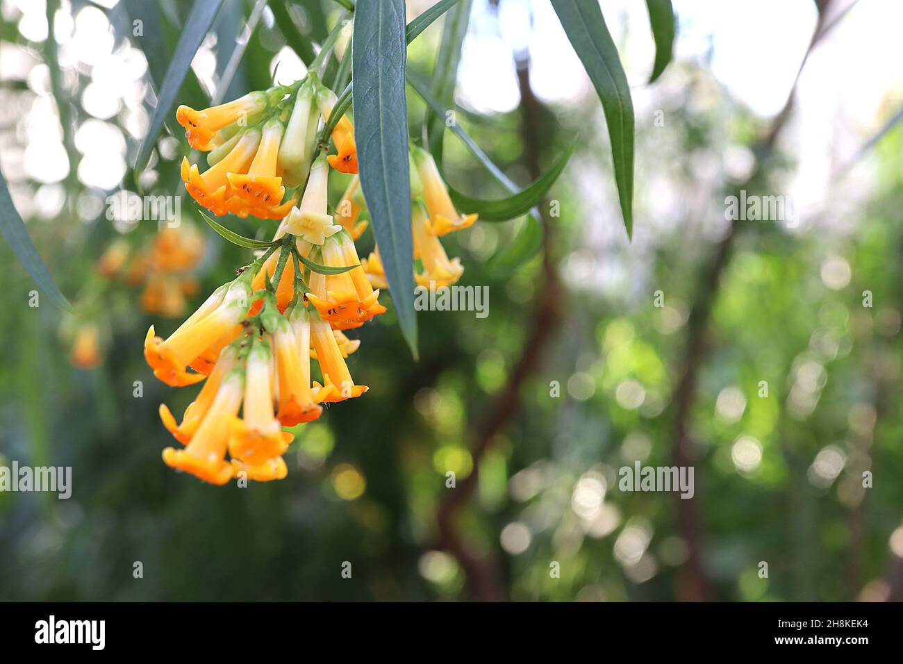 Freylinia lanceolata Honigglocken – orange röhrenförmige Blüten mit weißem Grund, lange lanzenförmige dunkelgrüne Blätter, November, England, UK Stockfoto