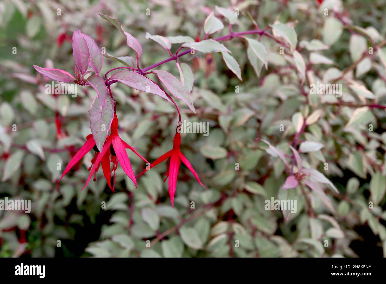 Fuchsia magellanica var gracilis ‘Versicolor’ violette Röhre und schlanke purpurrote Sepalen, graugrüne Blätter und rote Stängel, November, England, Großbritannien Stockfoto