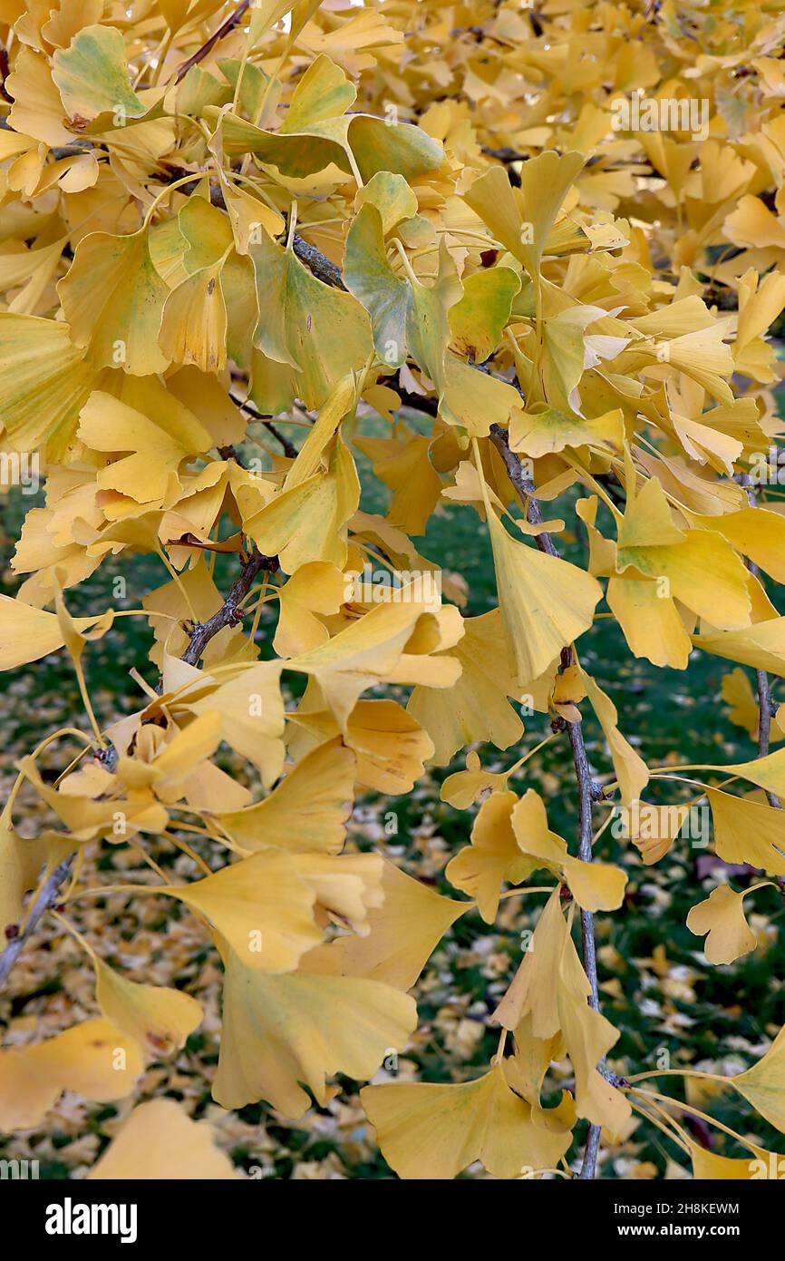 Gingko biloba ‘Pendula’ weinender Maidenhair-Baum – gelbe fächerförmige Blätter mit gelben Stielen, hängende Äste, November, England, Großbritannien Stockfoto