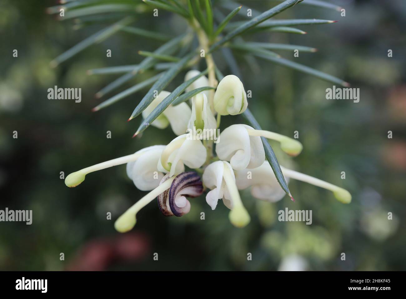 Grevillea ‘White Knight’ Spider Flower White Knight – gewickelte weiße und hellgrüne Blüten, November, England, Großbritannien Stockfoto
