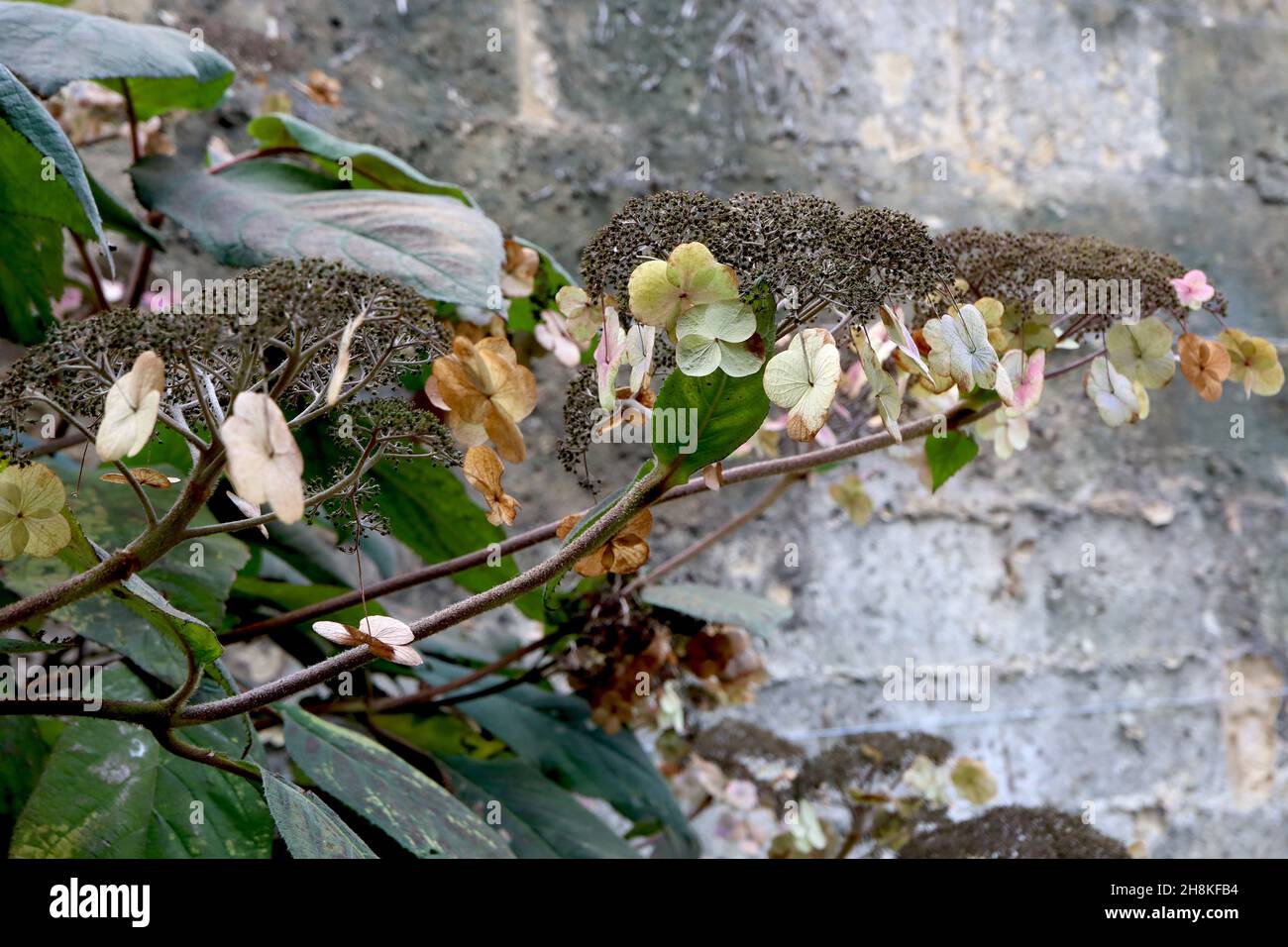 Hortensia aspera subsp aspera Villosa Group Rohblättrige Hortensien – getrocknete Blütenblätter und Blütenknospen, breite eiförmige dunkelgrüne Blätter, November, England, UK Stockfoto