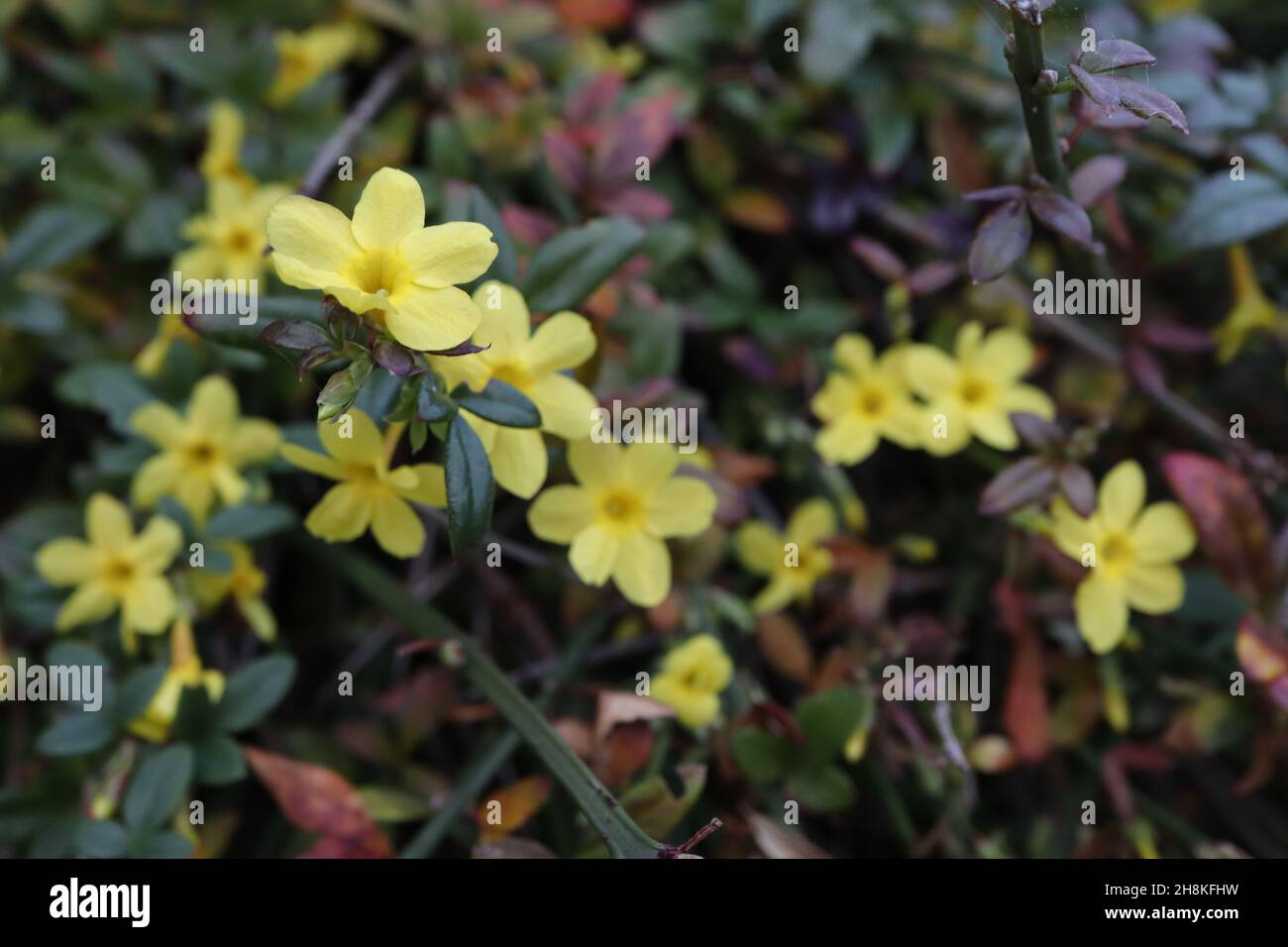 Jasminum nudiflorum Winter Jasmin - kleine gelbe Blüten und kleine glänzende dunkelrote und grüne Blätter, November, England, Großbritannien Stockfoto
