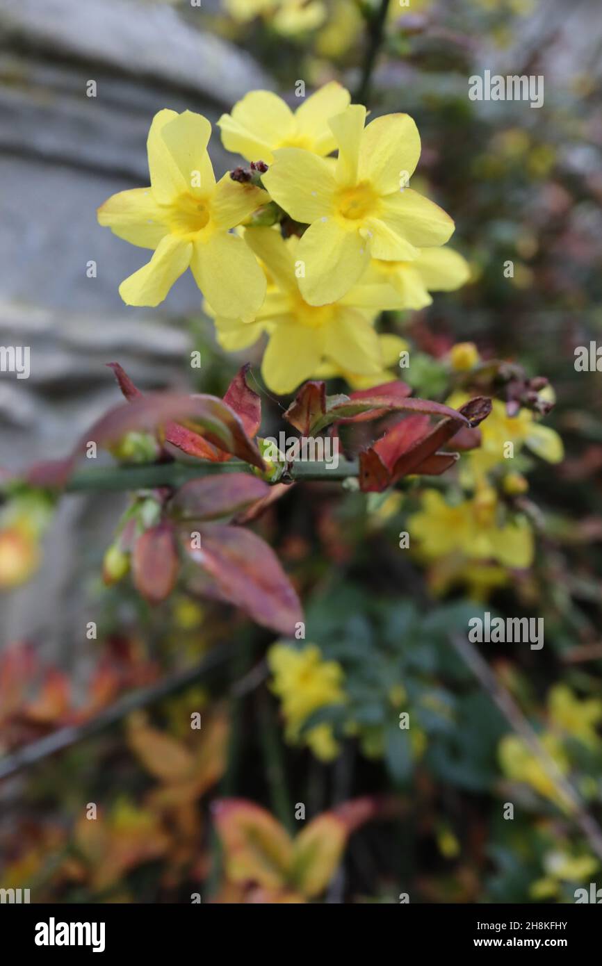 Jasminum nudiflorum Winter Jasmin - kleine gelbe Blüten und kleine glänzende dunkelrote und grüne Blätter, November, England, Großbritannien Stockfoto