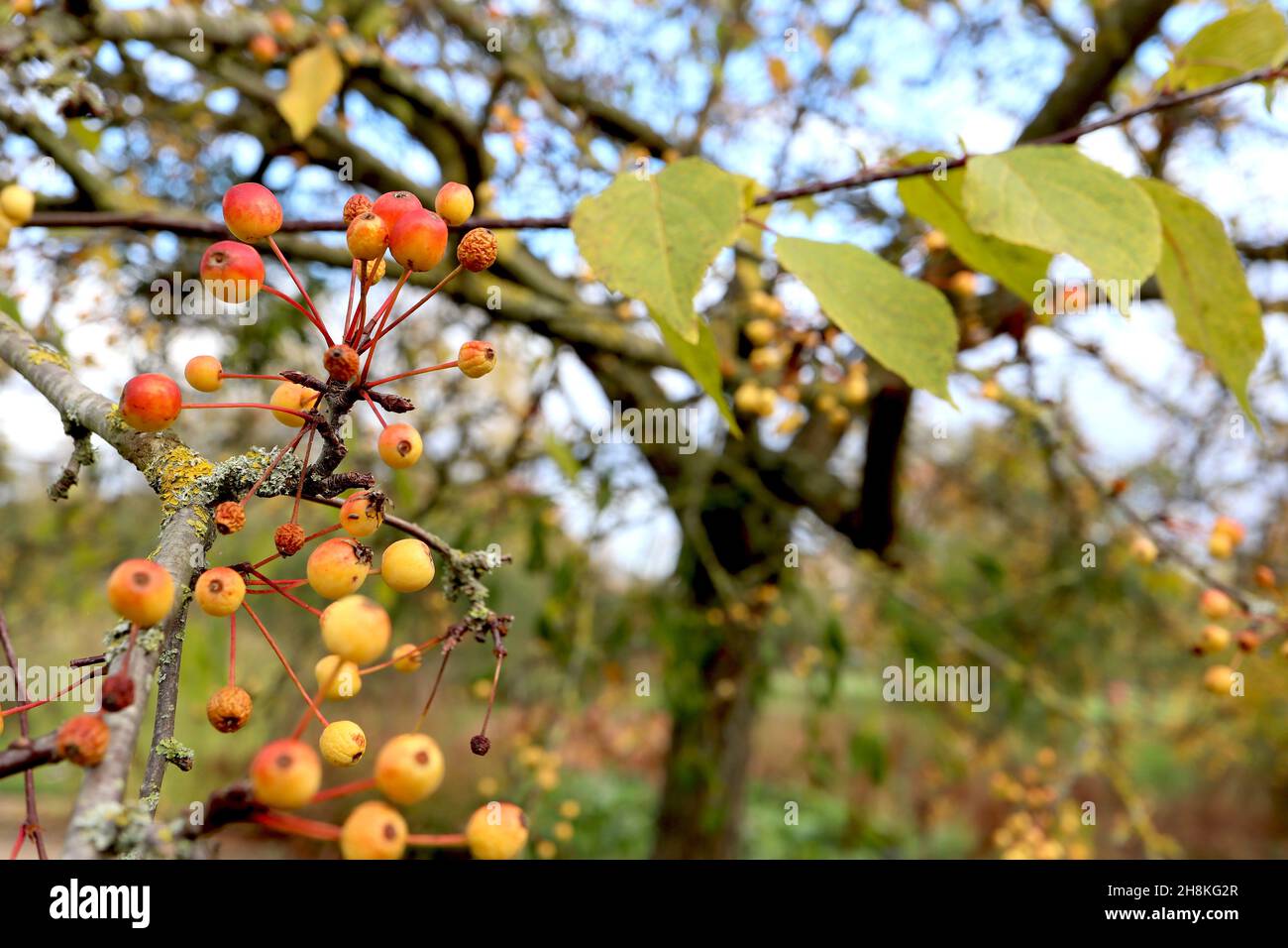 Malus ‘Ormiston Roy’ Ormiston Roy Crabapple – gestielte Trauben gelb-roter Früchte, November, England, Großbritannien Stockfoto