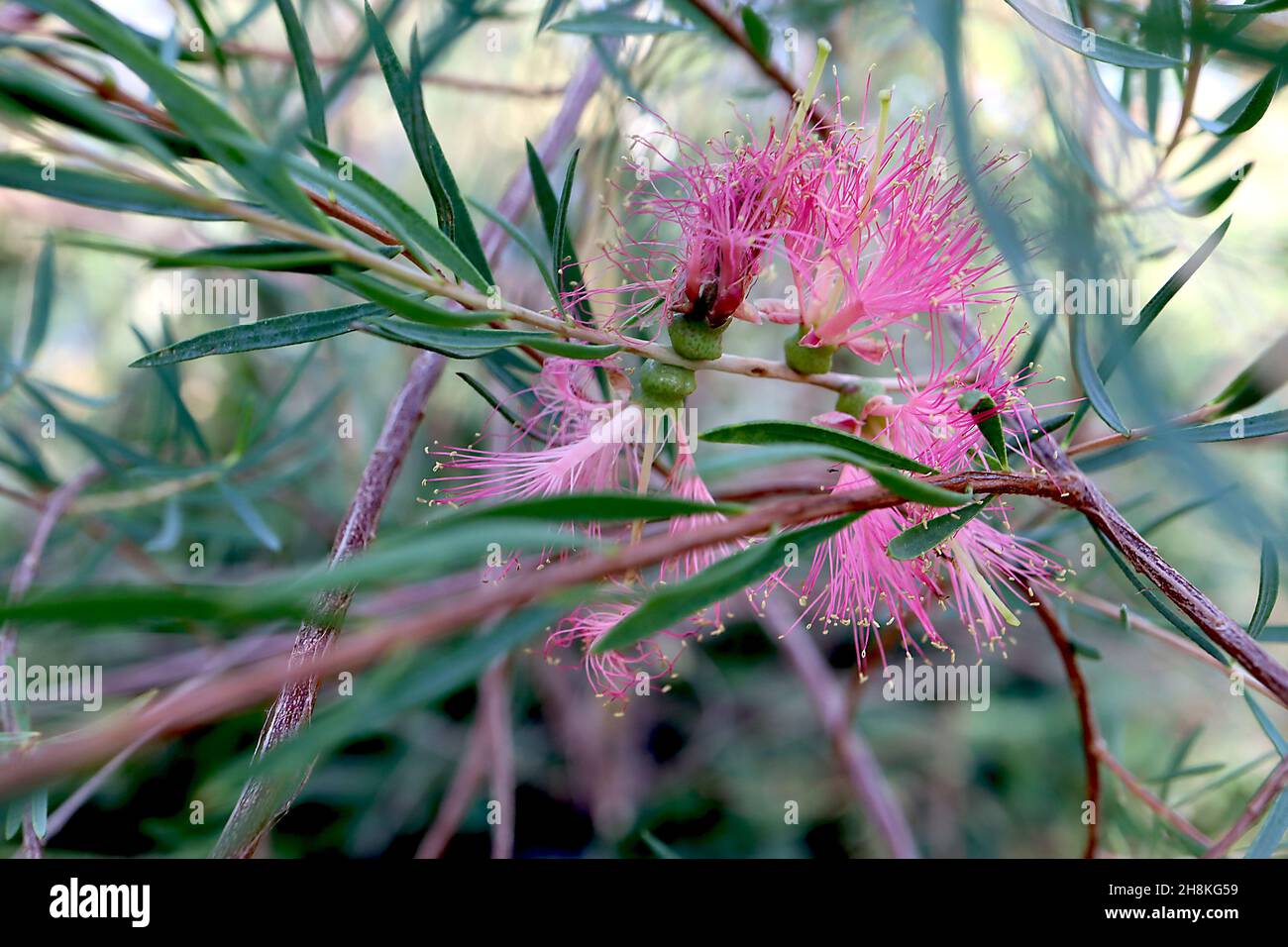 Melaleuca fulgens var fulgens scharlachrote Honigmyrte – Bündeln von stacheligen, dunkelrosa Blüten, grau-grünen, schlanken Blättern, November, England, Großbritannien Stockfoto