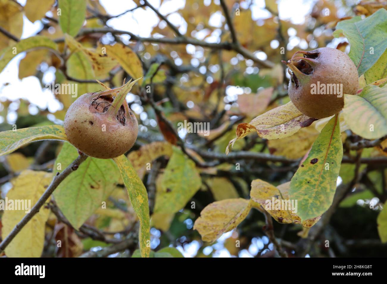 Mespilus germanica gemeine Mispel – rotbraune Frucht oder Pome mit weit ausladenden Kelchblättern, mittleren und dunkelgrünen und gelben Blättern, November, England, Großbritannien Stockfoto