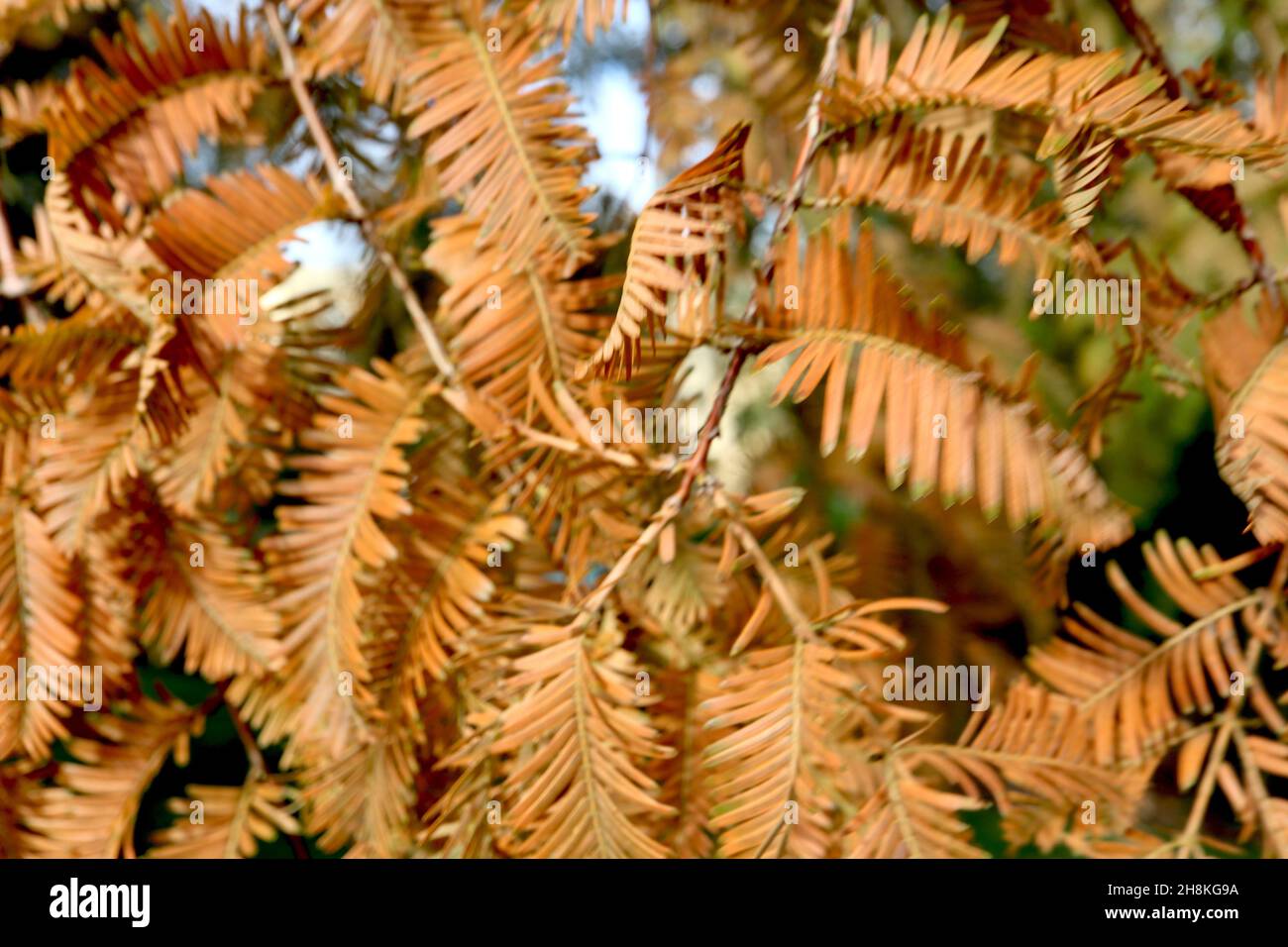 Metasequoia glyptostroboides Morgendämmerung Redwood – orange braune schlanke gefiederte Farnblätter, November, England, Großbritannien Stockfoto