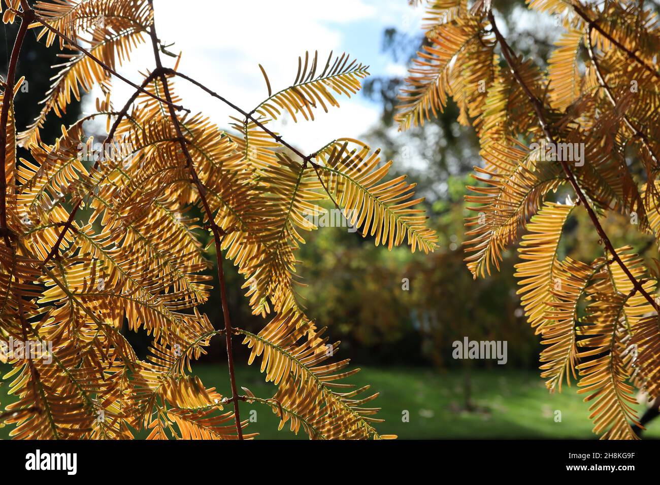 Metasequoia glyptostroboides Morgendämmerung Redwood – orange braune schlanke gefiederte Farnblätter, November, England, Großbritannien Stockfoto