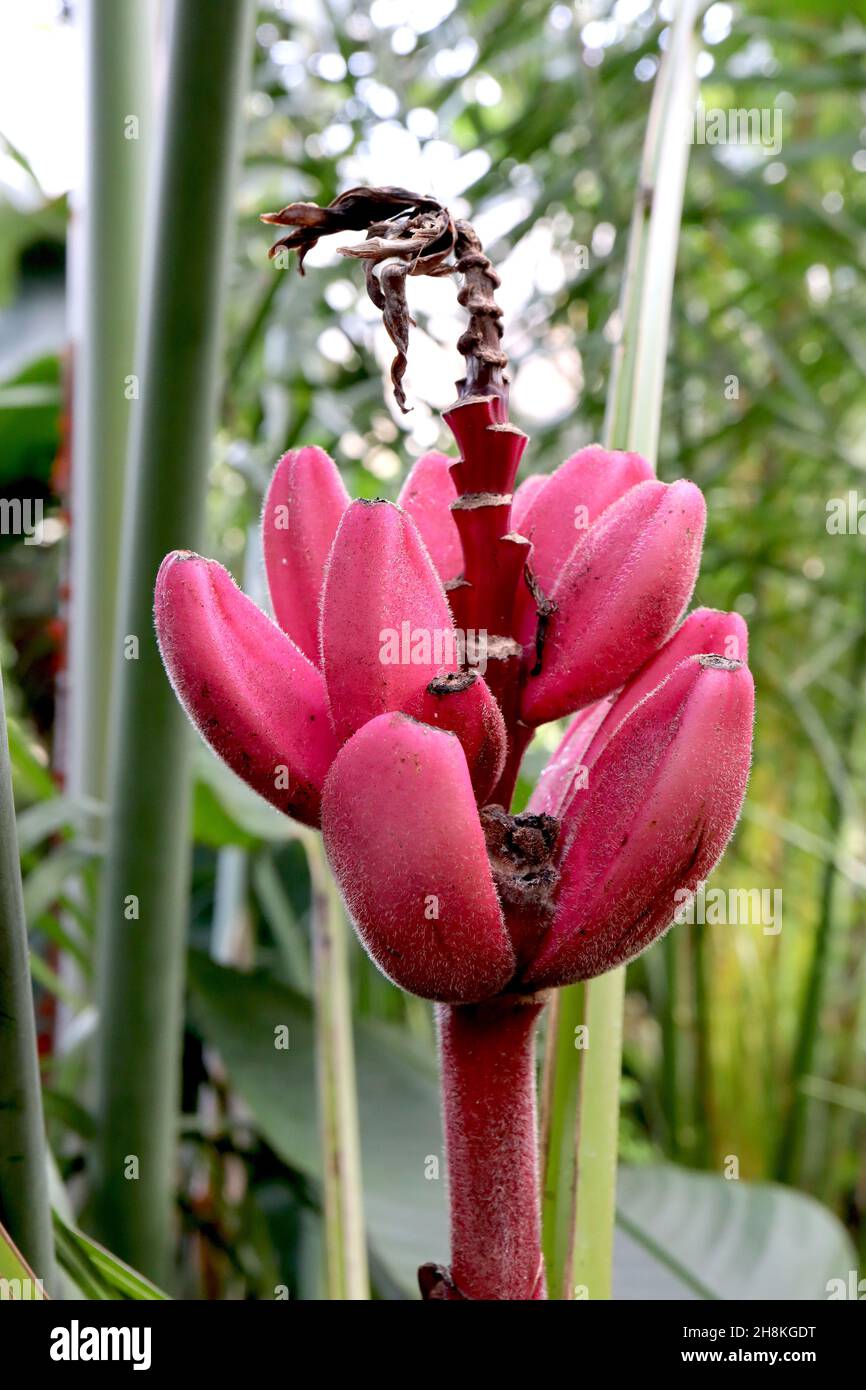 Musa velutina rosa Banane – aufrechte dunkelrosa bananenförmige ungenießbare Frucht auf dickem, haarigen dunkelrosa Stamm, November, England, Großbritannien Stockfoto