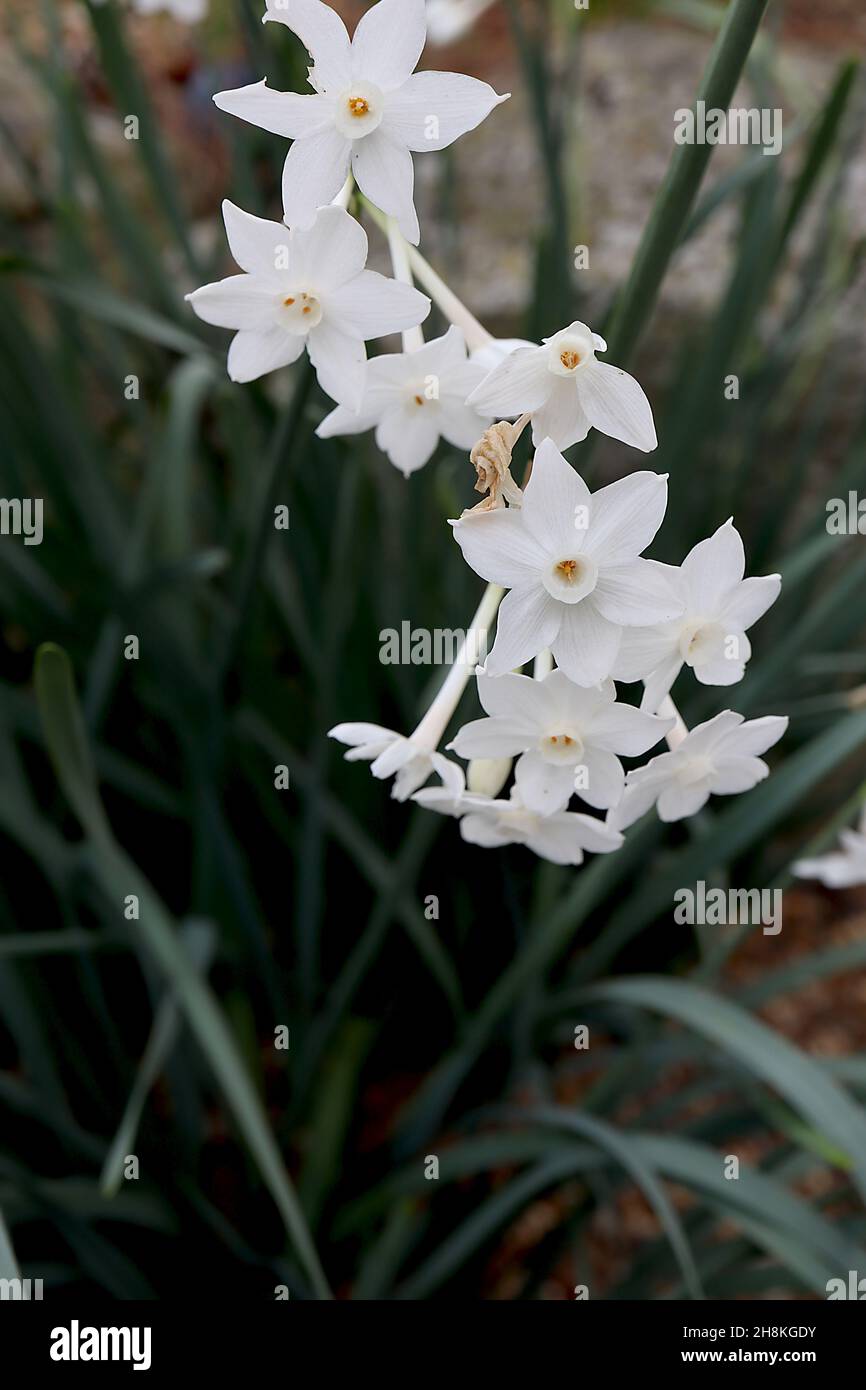 Narcissus papyraceus var polyanthos Division 13 Botanischer Name paperwhite daffodil – Dolden von weißen Blüten mit kleinem weißen Becher, November, England, Stockfoto