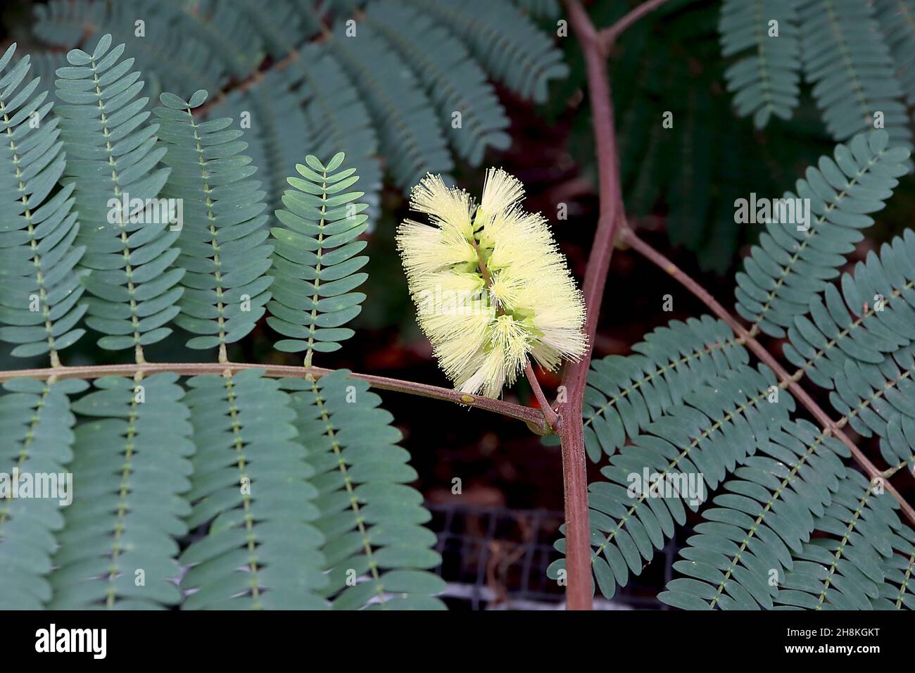 Paraserianthes lophantha Cape Wattle – blassgelbe, bodenbruselartige Blüten und dunkelgrau-grüne, gefiederte Blätter, November, England, Großbritannien Stockfoto