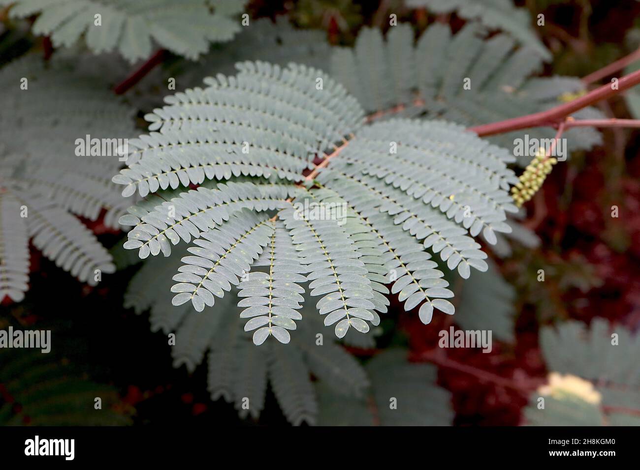 Paraserianthes lophantha Cape Wattle – dunkelgrau-grüne gefiederte Blätter, November, England, Großbritannien Stockfoto