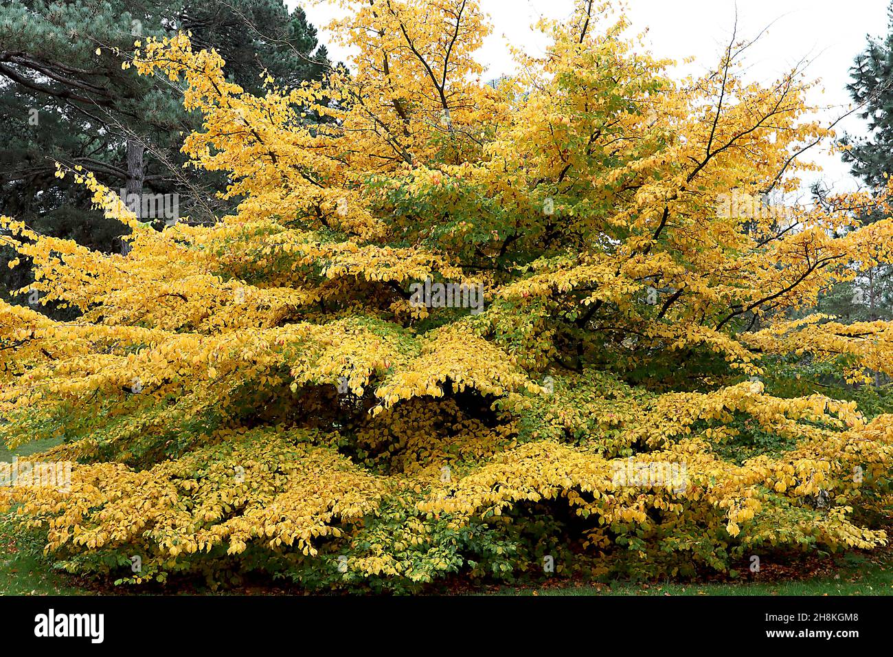 Parrotia persica persisches Eisenholz – glänzend gelbe und mittelgrün melierte Blätter, November, England, Großbritannien Stockfoto