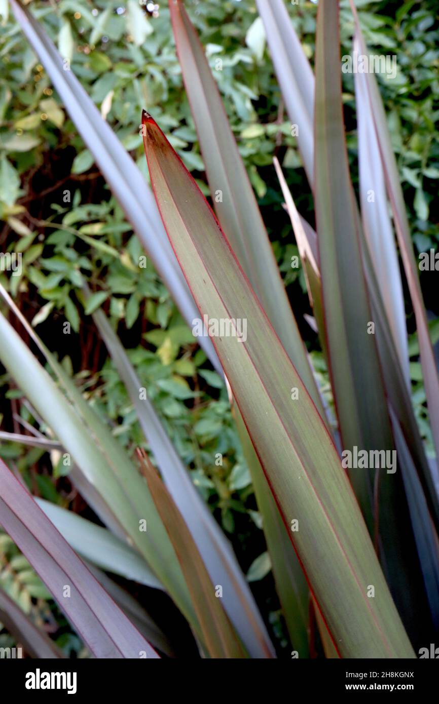 Phormium Tenax ‘Bronze Baby’ Flachslilie Bronze Baby – bronzegrüne schwertförmige Blätter mit roten Rändern, November, England, Großbritannien Stockfoto