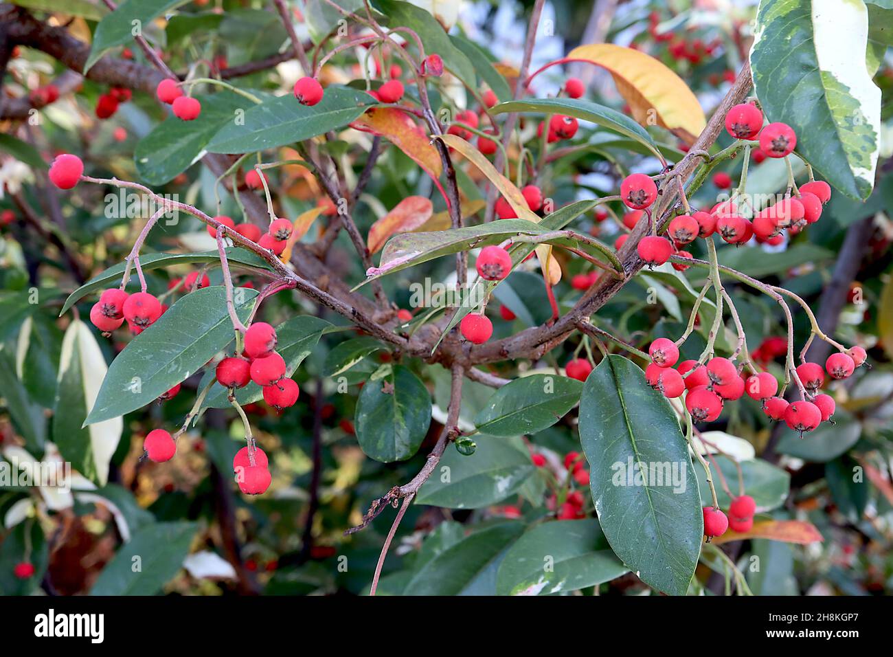 Photinia cassini ‘Pink Marble’ Variegated Photinia – matt runde rote Beeren und dunkelgrüne Blätter mit unregelmäßigen Creme-Spritzern, November, England, Stockfoto