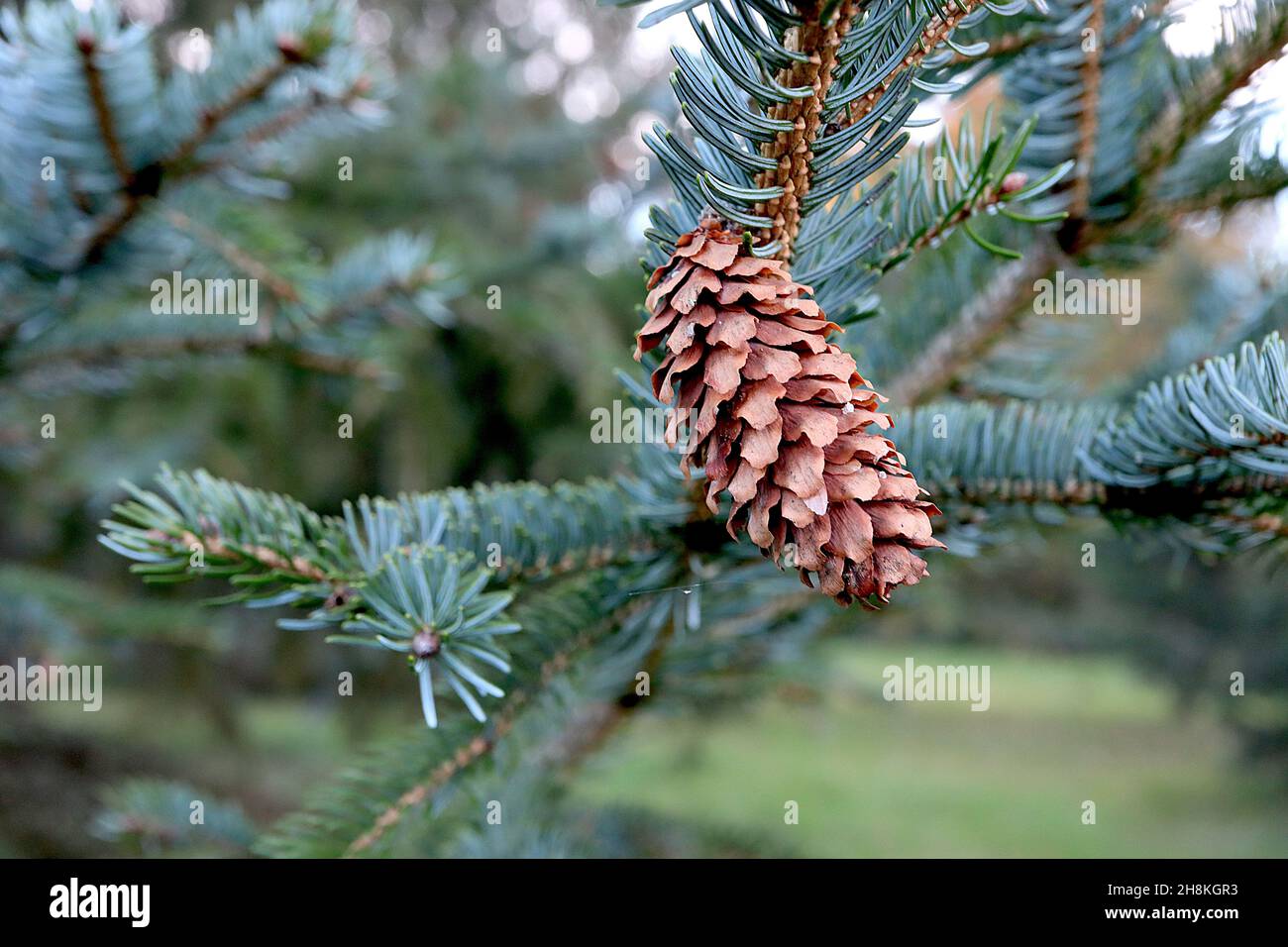 Picea gleinii Sakhalin-Fichte – längliche ovoide hellbraune Zapfen mit weit auseinander liegenden Schuppen, blaugraue nadelartige Blätter, November, England, Großbritannien Stockfoto